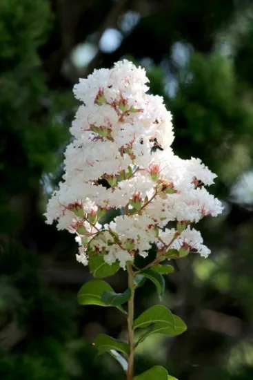 Lilas des indes 'Enduring white'
