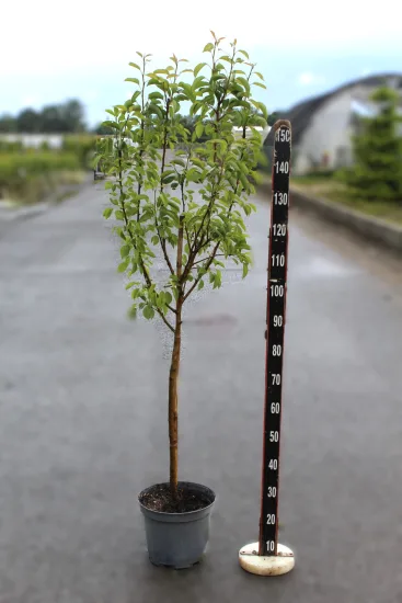 Poirier 'Doyenne du comice' — Pot 10L Gobelet