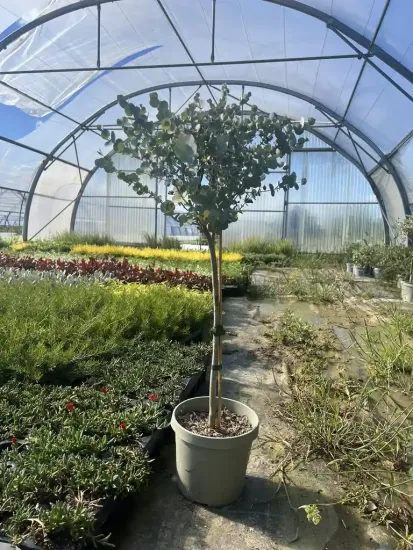 Eucalyptus à feuilles rondes 'Azura' — Pot 3,5L Tige