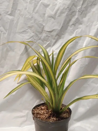 Lin de nouvelle-zélande 'Yellow wave' — Pot 1L