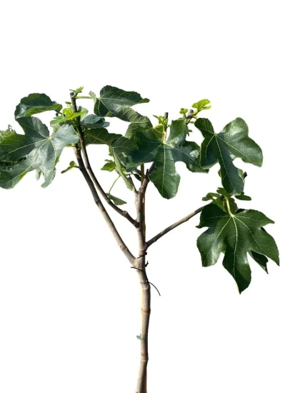 Figuier breva