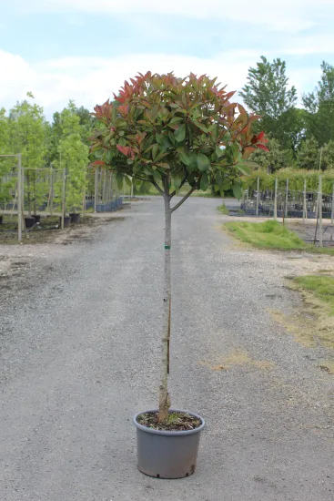 Photinia 'Red robin' — Pot 15L 1/2 tige