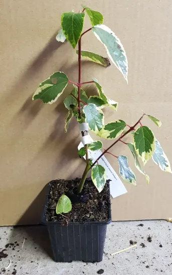 Baie de maqui 'Variegata' — Godet