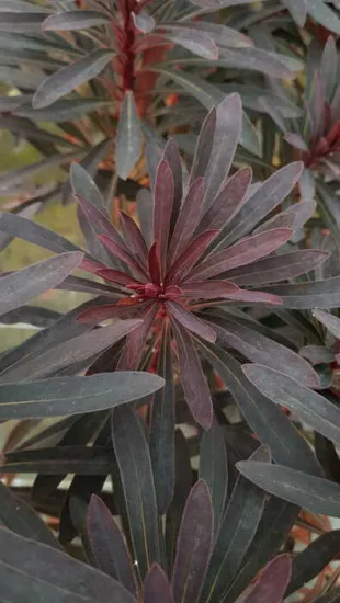 Euphorbe 'Miners merlot'