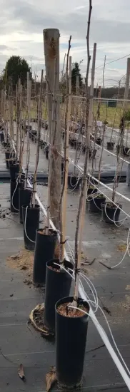 Noyer 'Ruby' (Juglans regia) — jeunes arbres nus alignés en pots de pépinière · Pot 8L