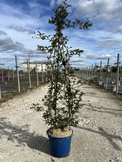 Rosier 'Vesuvia noare ' — Pot 5L