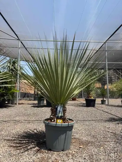 Noisetier 'La siberica' (Nolina hibernica) — grand sujet graphique en pot sur graviers · Pot 45L