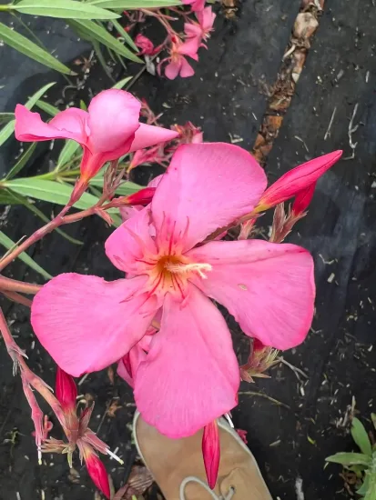 Laurier rose 'Emma schneider' (Nerium oleander) — gros plan sur grandes fleurs roses épanouies