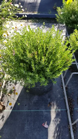 Thymus vulgaris
