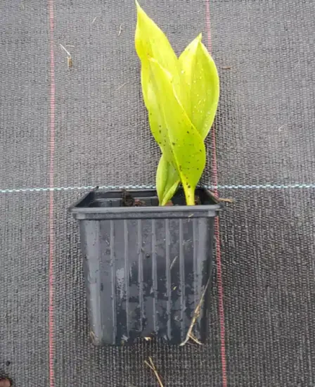 Muguet de mai (Convallaria majalis) — jeune plant à grandes feuilles tachetées en pot · Godet