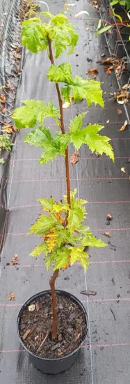 Alisier torminal (Sorbus torminalis) — jeune tige dressée avec feuillage vert dentelé · Pot 2L