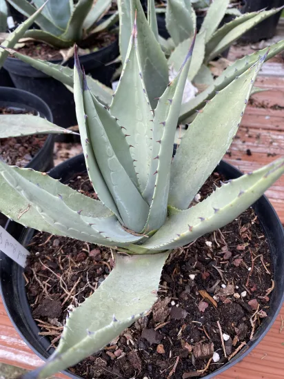 Agave de parry (Agave parryi) — Pot 5L
