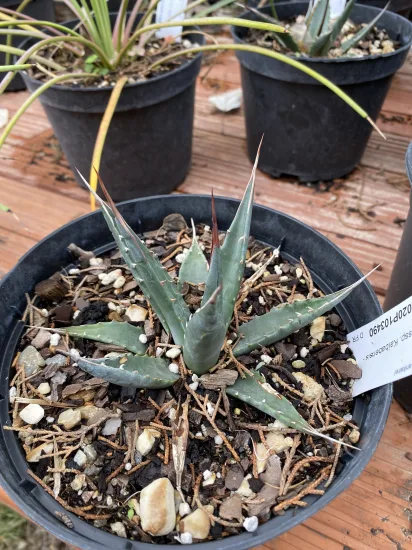 Agave 'Kaibabensis' (Agave utahensis) — Pot 2L