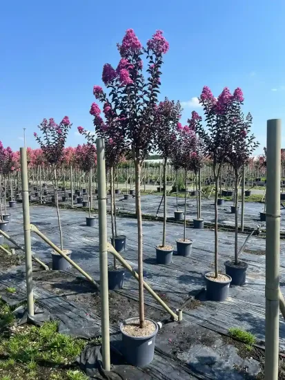 Lilas des indes 'Shell pink'
