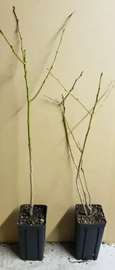 Plaqueminier lotier (Diospyros lotus) — jeunes tiges nues en pot de culture · Godet