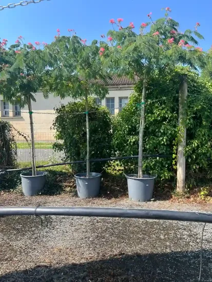 Arbre à soie Ombrella boubri (Albizia) — trois jeunes arbres en pot alignés dehors · Pot 90L Tige 14/16