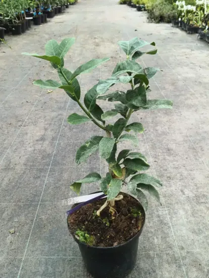 Citron Main de Bouddha — Pot 5L Touffe