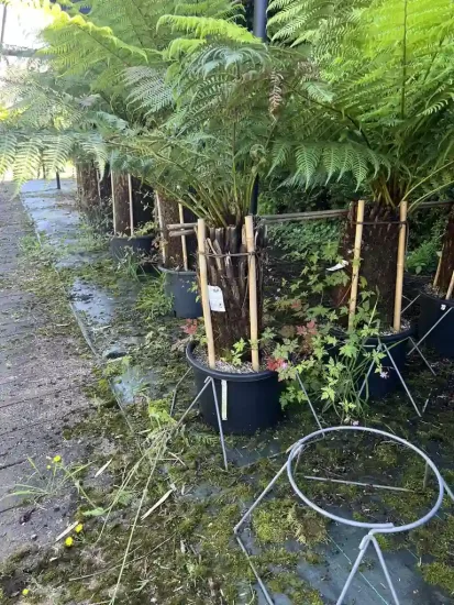 Fougère arborescente — Pot 35L