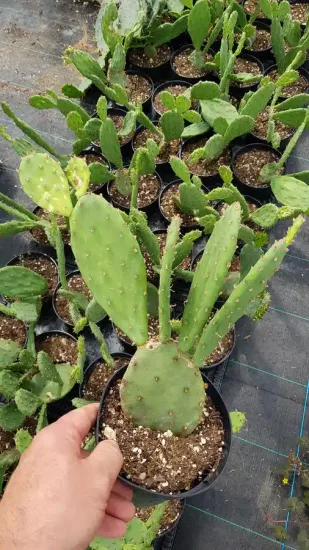 Oponce de l'est (Opuntia humifusa) — cactus aux cladodes allongées en pot noir · Pot 2.5L