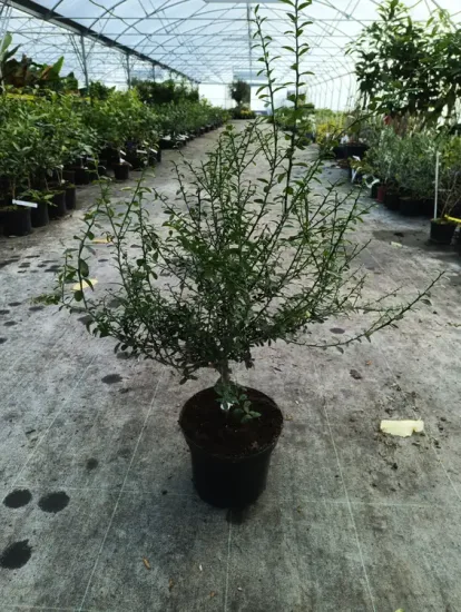 Citronnier caviar 'Rouge' — Pot 5L Tige