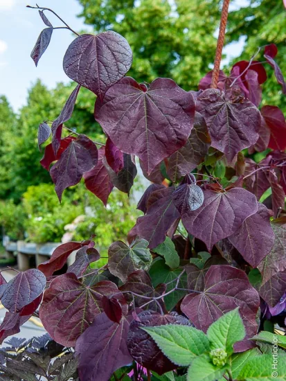 Gainier du Canada 'Forest Pansy'