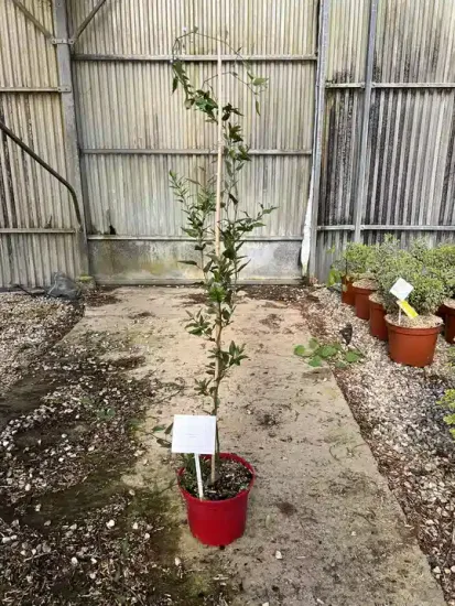 Morelle faux jasmin 'Bleu' — Pot 4L