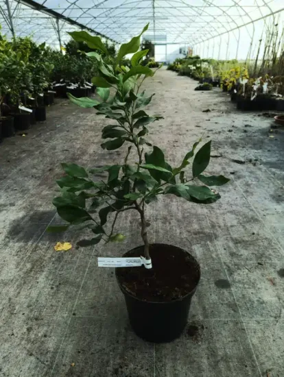 Citronnier compact à citron prime sans pépins 'Cappuccio' — Pot 5L Tige