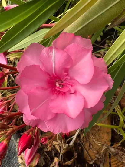 Laurier rose 'Splendens gigantea' (Nerium oleander) — photo 4