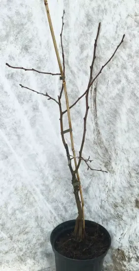Poirier 'Beurre diel' (Pyrus communis) — jeune arbuste nu attaché à un tuteur · Pot 6L