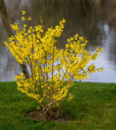 Forsythia 'Maree d or'