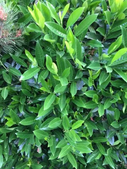 Laurier palme 'Sofia'