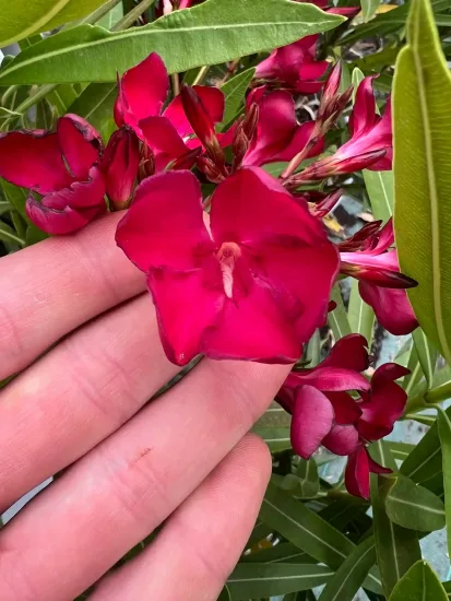 Laurier rose 'Emile Sahut' (Nerium oleander) — photo 4