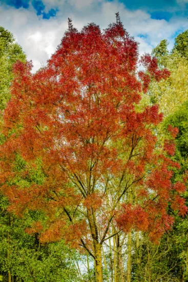 Frêne à feuilles étroites 'Raywood'