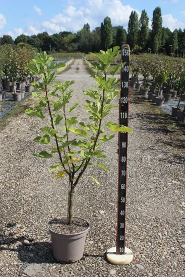 Figuier 'Rouge de bordeaux' — Pot 12L Gobelet
