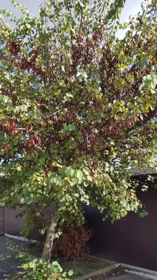 Arbre de Judée (Cercis siliquastrum) — grand arbre au feuillage vert et gousses brunes pendantes · Pot 6L