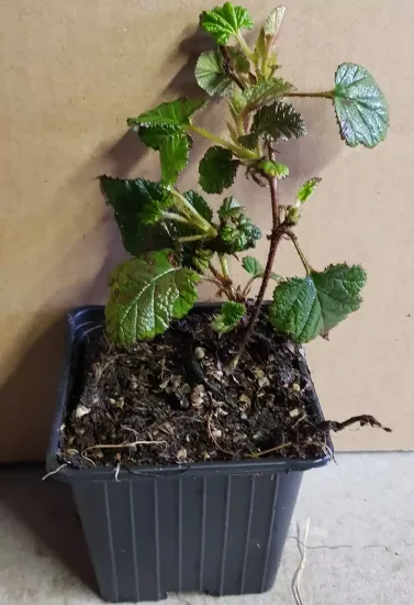 Framboisier rampant de taïwan 'Emerald carpet' (Rubus pentalobus) — jeune plant ramifié au feuillage denté · Godet