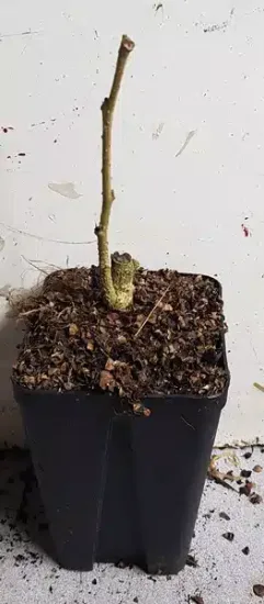 Arbre à soie à fleurs rouge 'Rouge selection' (Albizia) — jeune plant sans feuilles en pot plastique · Godet