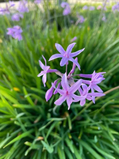 Tulbaghie 'Flamingo'
