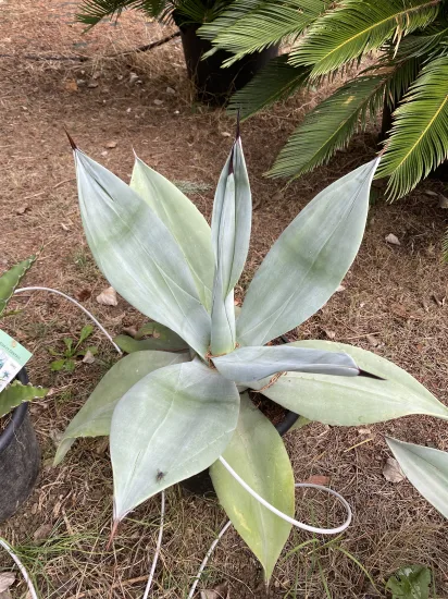 Agave de weber (Agave weberi) — Pot 10L
