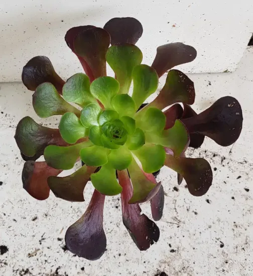 Semponium 'Destiny'