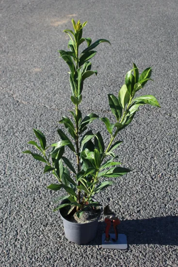 Laurier palme 'Caucasica' — Pot 2L