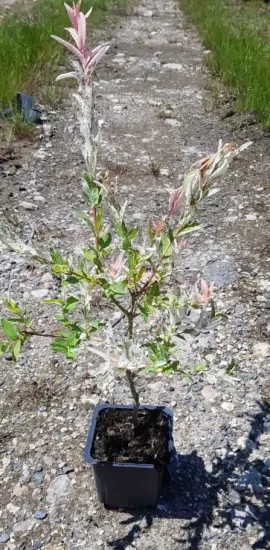 Saule crevette 'Hakuro nishiki' (Salix integra) — jeune arbuste panaché en pot sur gravier · Godet