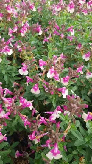 Sauge gregii 'Mirage rose bicolor'