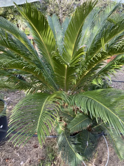 Cycas du Japon — Pot 90L