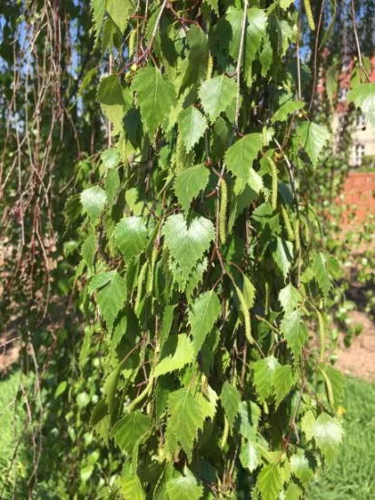 Bouleau 'Pendula'