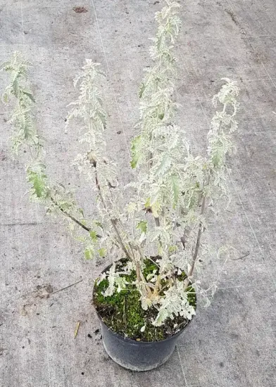 Arbre aux papillons (Buddleia glomerata) — jeune plant au feuillage très découpé en pot · Pot 3L Touffe