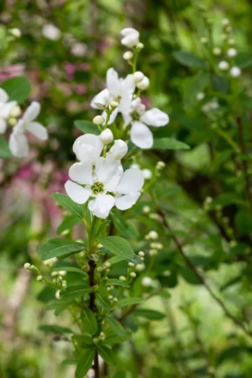Dentelaire du Cap 'alba'