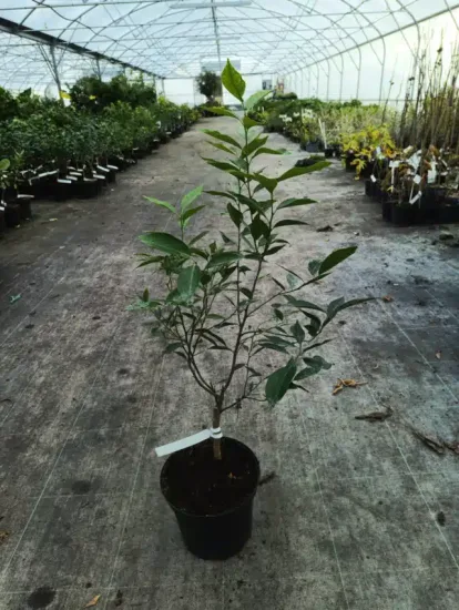 Mandarinier (Citrus reticulata) — jeune arbuste en pot dans une serre · Pot 5L Tige