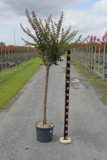 Lilas des indes 'Grand cru' — Pot 15L Tige