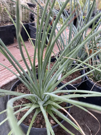 Agave à feuilles striées 'Falcata blue' (Agave striata) — Pot 2L